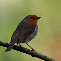 Robin -Erithacas rubecula