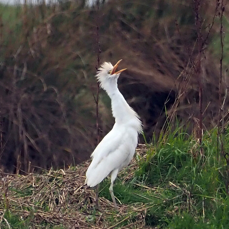 Mar 19 - Cattle egret