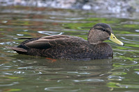 American black duck - Anas rubripes