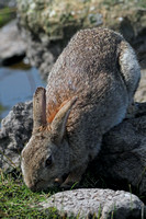 Rabbit - Oryctolagus cunninclus