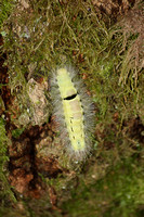 Pale tussock moth caterpillar