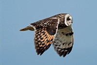 Apr 19 - Short eared owl