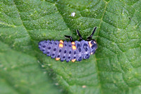 Seven spot ladybird larva - Coccinella septempunctata