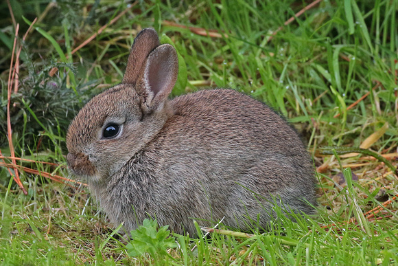 Rabbit - Oryctolagus cunninclus