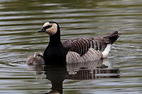 Barnacle goose