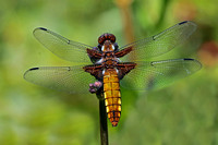 Broad bodied chaser - Libellula