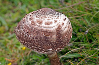 Parasol mushroom - Macrolepiota procera