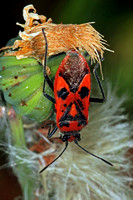 Mirid bug - Pyrrhocoris apterus