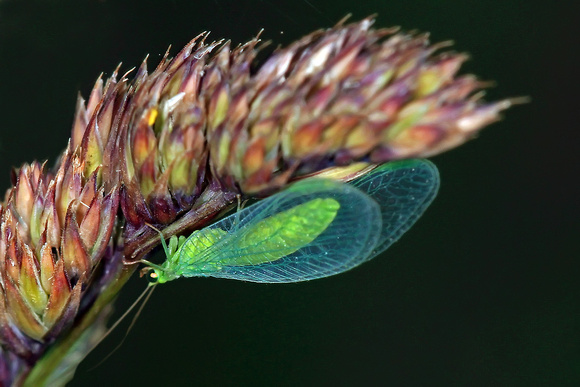 Green lacewing - Chrysoperia carnea