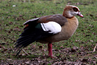 Egyptian goose - Alopochen aegyptiacus