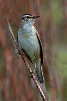 Sedge warbler - Acrocephalus schoenobaenus