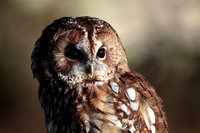 Tawny owl - Strix aluco