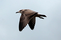 Lesser black backed gull - Larus Fucus