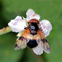 Hover fly - Volucella pelluscens