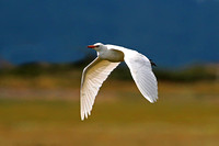 Cattle egret - Bubuclus ibis