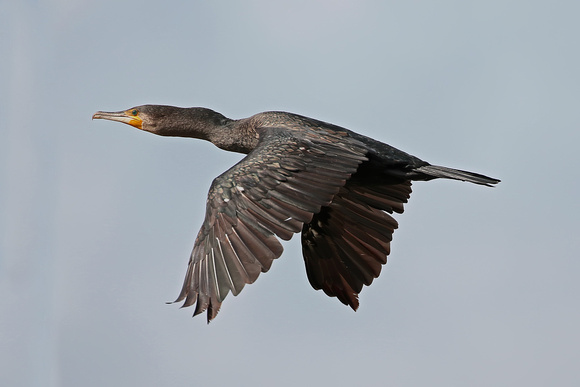 Cormorant - Phalacrocorax carbo