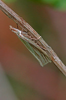 Micro moth - Crambus perlella