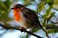 Robin - Erithacas rubecula