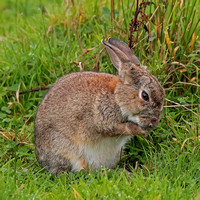 Rabbit - Oryctolagus cunningclus