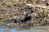 Snipe