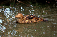 Eider duck - Somateria mollissima