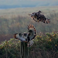 Oct 19 - Common buzzard