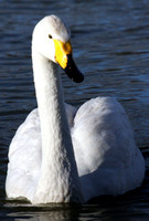 Whooper swan - Cygnus cygnus