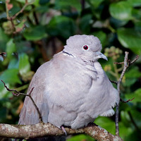 Collared dove - Streptopelia decaocto