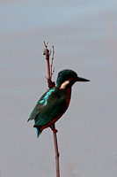 Nov 19 - Kingfisher