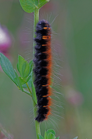 Fox moth caterpillar - Macrothylacia rubi