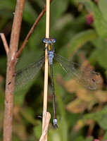 Emerald damselfly