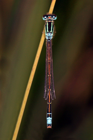 Scarce blue tailed damselfly - Ischnura pumillo