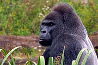 Western lowland gorilla