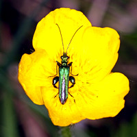 Thick legged flower beetle