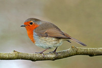 Robin - Erithacas rubecula
