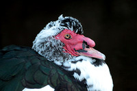 Muscovy duck - Cairina moschata