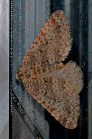 Winter moth - Operophtera brumata