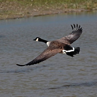 Canada goose- Branta canadensis
