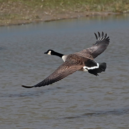 Canada goose- Branta canadensis