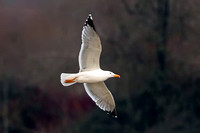 Yellow legged gull - Larus michahellis