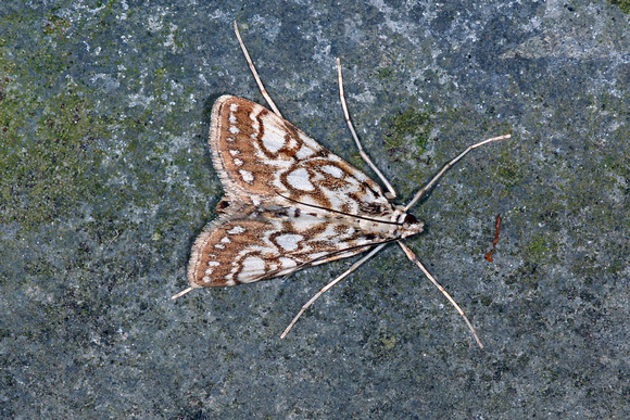Brown china mark moth - Elophia nymphaeata