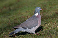 Wood pigeon - Columbus palambus