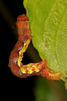 Mottled umber moth caterpillar