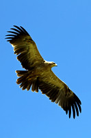 Tawny eagle - Aquila rapax