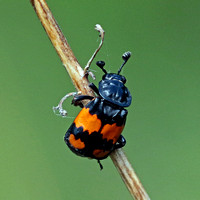 Sexton beetle - Necrophorus vespilloids