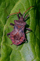 Squash bug - Coreous maginatus