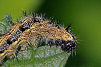 Small tortoiseshell caterpillar - Aglais urticae