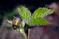Green shield bug - Palomena prasina