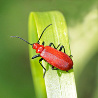 Lily beetle - Lilioceris lilii