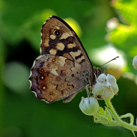 Speckled wood - Parage aegeria